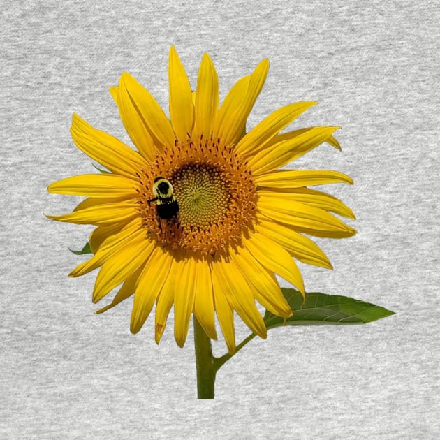 Sunflower with Bee by CeeGunn